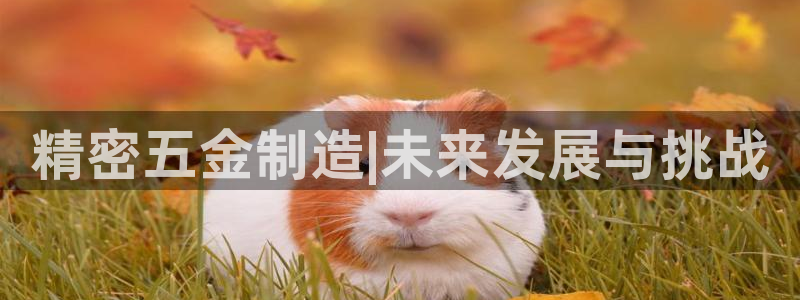 彩神赢的钱是哪里来的：精密五金制造|未来发展与挑战